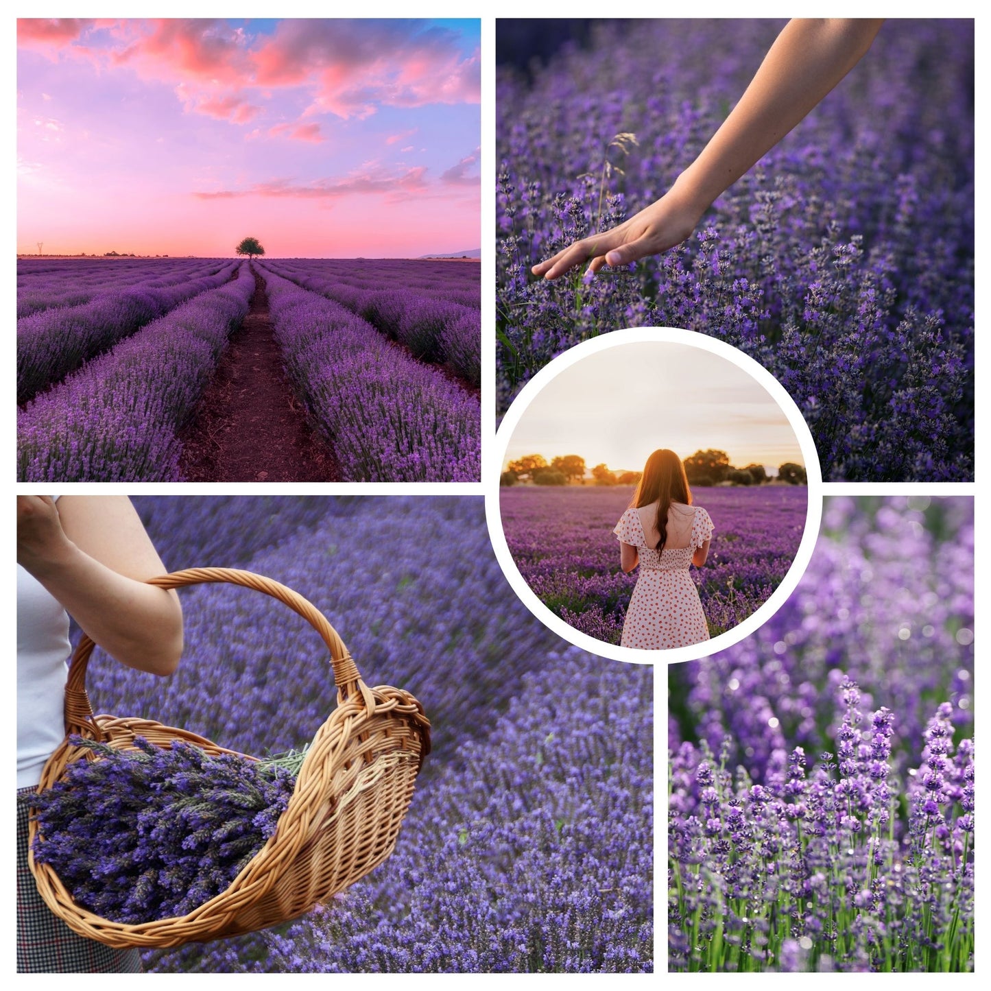 Lavender